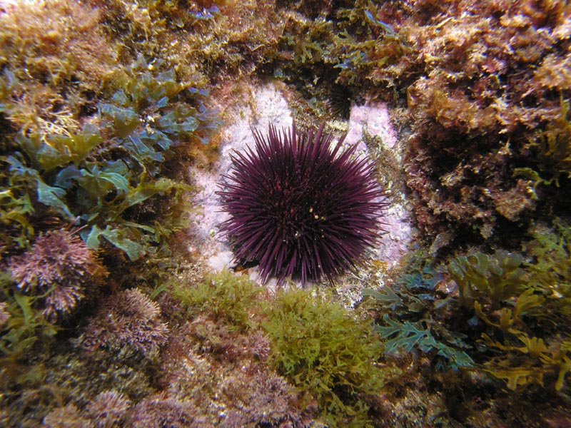 Garota deixant roca nua quan s'alimenta d'algues. Foto M. Maldonado, CEAB