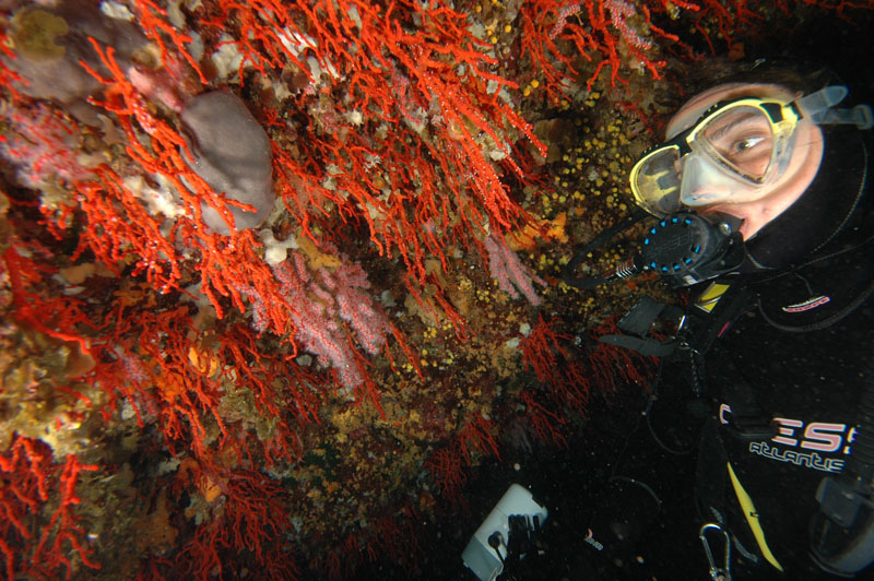 Científic obsrevant els coralls de la cova subterrània de Scandola (Joaquim Garrabou/ICM-CSIC)