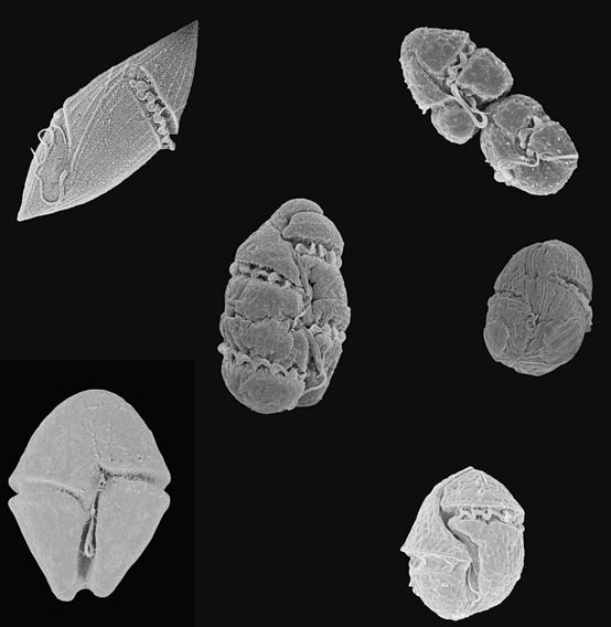 Algunes de les microalgues identificades en el litoral català. Imatge: Albert Reñé i José Manuel Fortuño / ICM-CSIC.