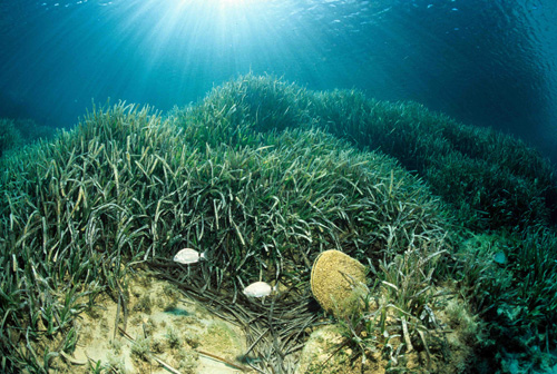 Una pradera de posidonia. Imagen: E.Ballesteros.