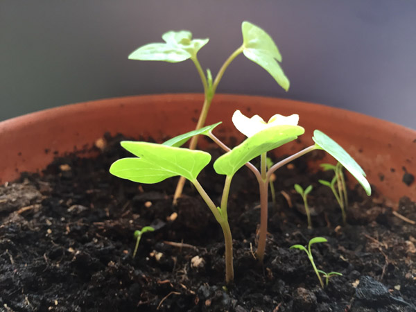 Las comunidades microbianas son la base de todos los ecosistemas y sustentan la vida de otros organismos, como en el caso de las plantas