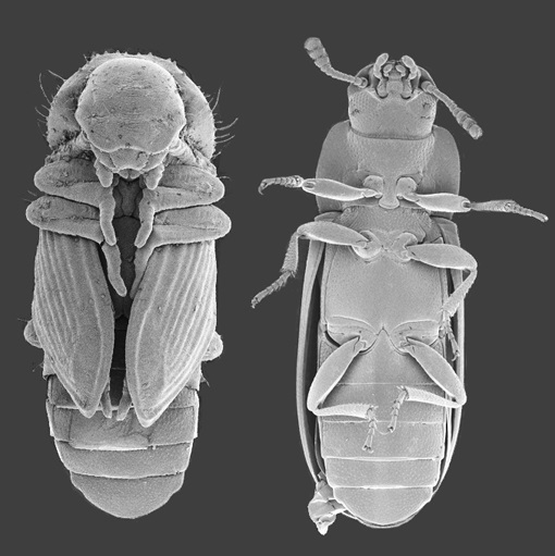 Imatge en microscopia electrònica de una pupa (esquerra) i un adult (dreta) del escarabat de la farina Tribolium castaneum.