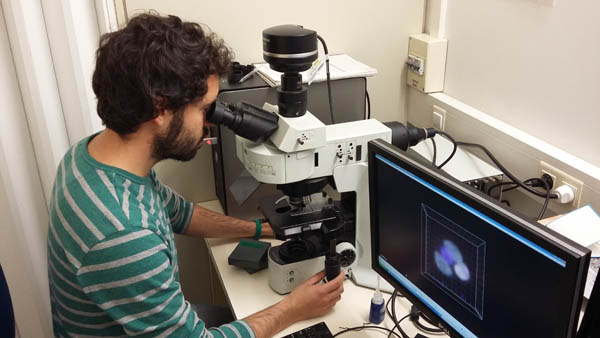 Francisco M. Cornejo-Castillo, observant el sistema simbiòtic al microscopi d'epifluorescència. Foto: Silvia G. Acinas