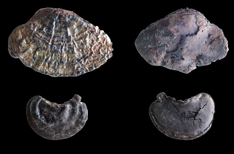 Exemplars de bolets ‘Ganoderma adspersum’ trobats a la excavació de La Draga.
