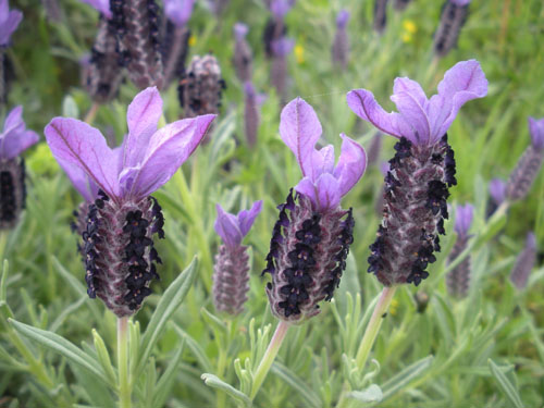 Conocer los usos que los humanos dan a las plantas es uno de los aspectos de la etnobotánica. En la imagen, flores de lavanda (Joan Vallés)