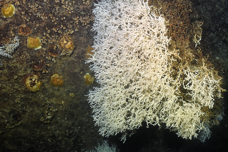 Esculls d’ostres Neopycnodonte zibrowii amb coralls Lophelia pertusa, al canyó de Blanes (ICM/CSIC).  