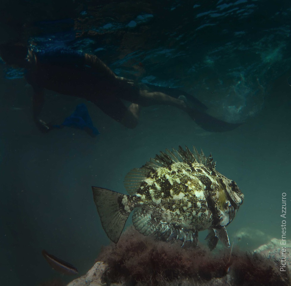 El peix conill, Siganus luridus, espècie invasora afavorida per l'escalfament de l'aigua, està considerada una de les espècies més invasives de la Mediterrània. Imatge presa a Linosa (Illes pelàgiques, Itàlia). Imatge d'Ernesto Azzurro