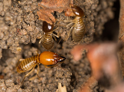 Termitas Macrotermes bellicosus. Fuente: Wikimedia / Creative Commons.