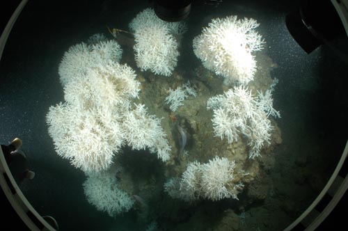 Corall d'aigua freda Madrepora oculata, vist a través de la finestra d'un submarí, al Cap de Creus. Imatge: Jurgen Schauer/IFM-GEOMAR. 
