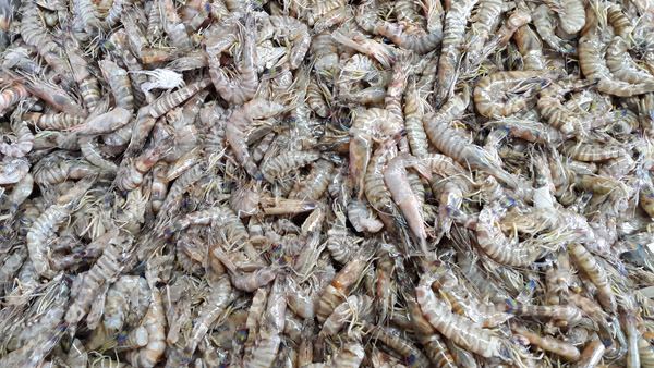 El ‘Marsupenaeus japonicus’ és una de las espècies invasores detectades en la  Mediterrània oriental. / ICM-CSIC 