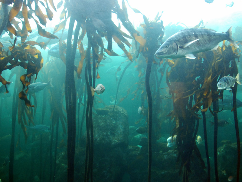 Bosc de Kelp a Sud-àfrica. Imatge: Marta Coll, ICM-CSIC. 