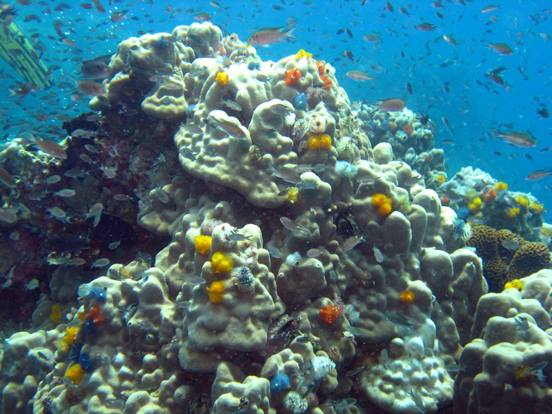 Esculls de corall a Tailandia. Imatge: Marta Coll, ICM-CSIC.