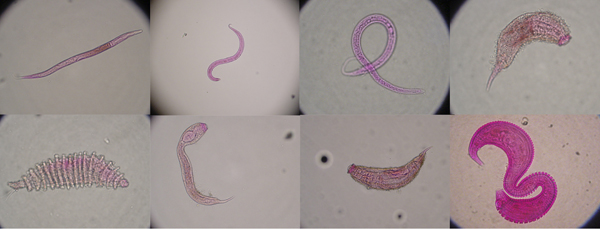 Imatges al microscopi de nematodes que viuen en els sediments marins, tenyits amb Rosa bengala. Autora de les imatges:  Cristina Gambi / Universidad Politécnica de Marche. 