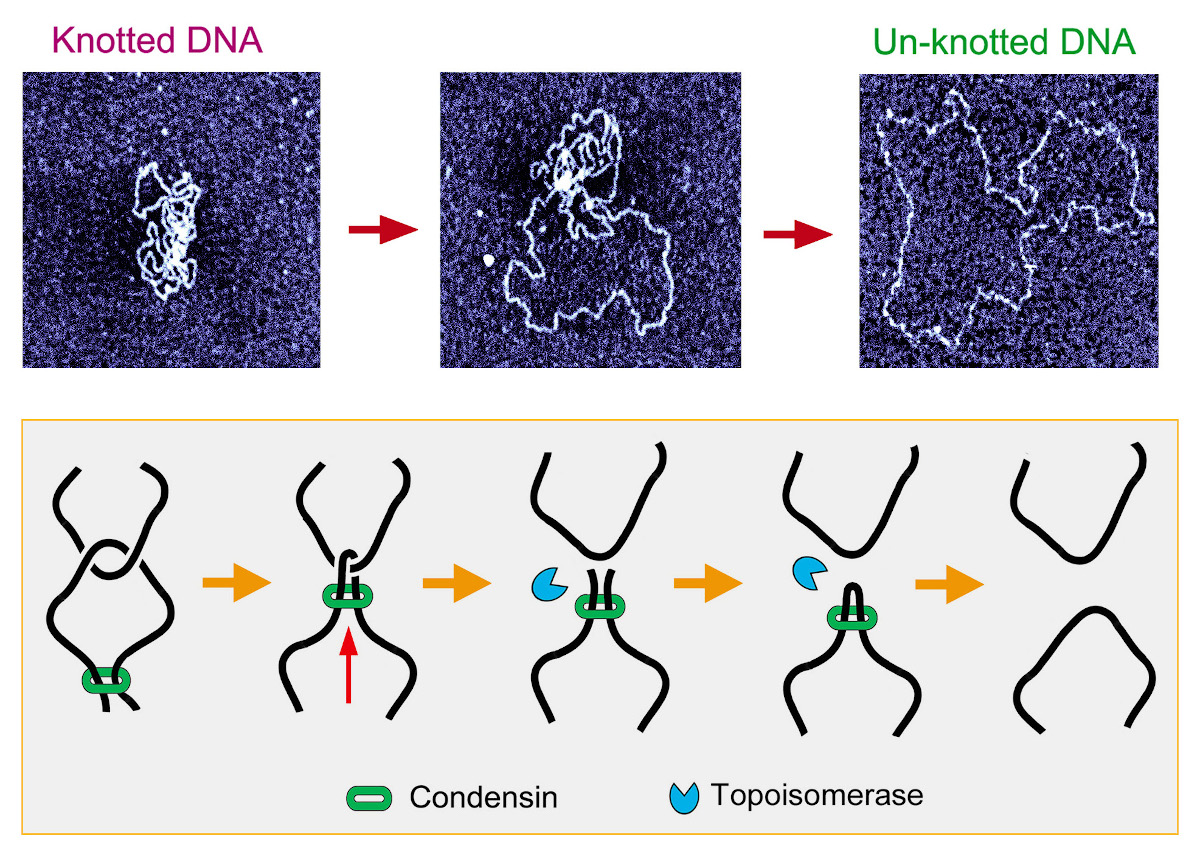 Les molècules d'ADN presenten freqüentment nusos molt complexos que impedeixen el normal funcionament dels genomes. La condensina busca i tensa els entrecreuaments de l'ADN perquè la topoisomerasa pugui dissoldre'ls mitjançant talls transitoris de les cadenes d'ADN.