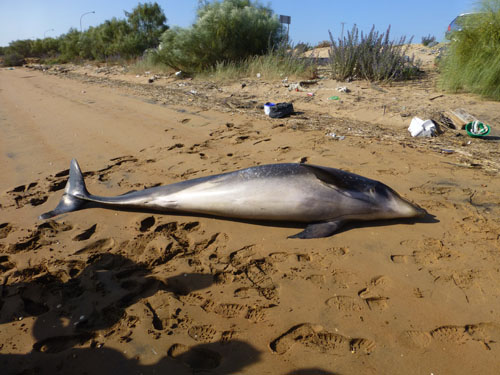 Uno de los delfines hallados muertos en la playa, y recuperados para el estudio. Imagen: CIRCE.