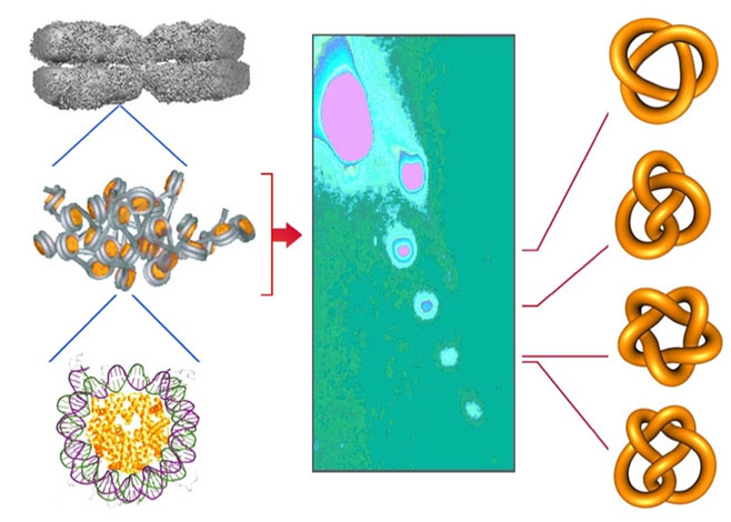Patró de nusos de ADN formats a les fibres de cromatina en cèl·lules vives. 