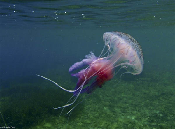 Medusa de l'espècie Pelagia noctiluca (Eduardo-OBIS)