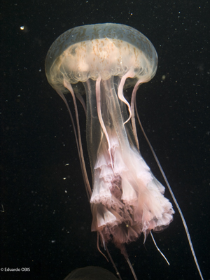 Pelagia noctiluca. Autor imagen: Eduardo OBIS.