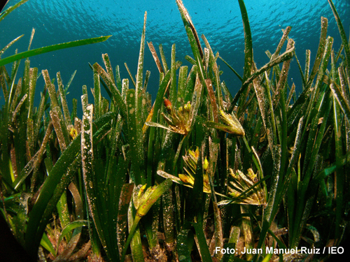 Posidonia en floración. Autor: Juan Manuel Ruiz /IEO.