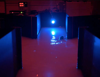 Ratón rd10, con una retina totalmente degenerada, que es capaz de encontrar la luz (experimento en un laberinto de agua). UMH