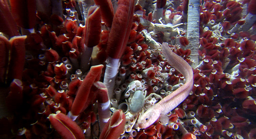 Un pez nadando entre densas agregaciones del gusano tubícola gigante Riftia pachyptila de las fuentes hidroermales del Pacífico. Autor imágenes: Emory Kristof (National Geographic) y Richard Lutz (Rutgers University).
