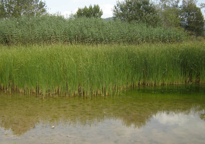 Sistemes de depuració terciaris basats en l'ús de plantes. Foto Naturalea