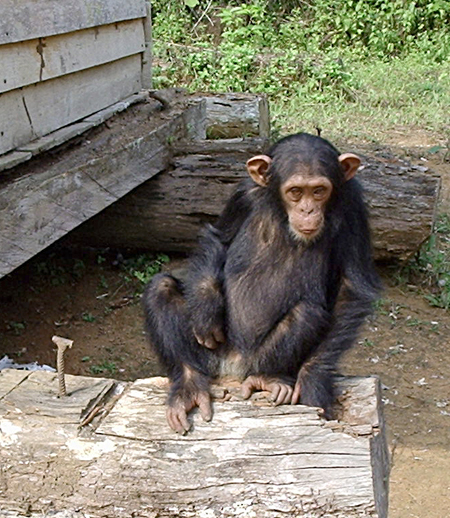 Chimpancé rescatado cerca de Djoum (Camerun). Autor de la imagen: Brian Smithson. Wikipedia. Creative Commons
