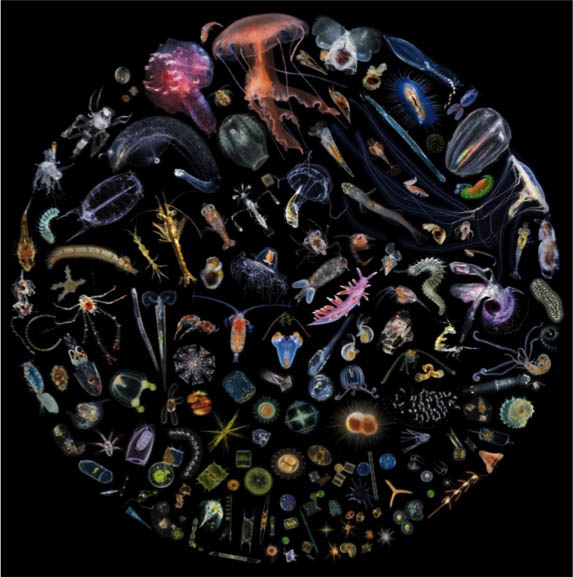 Composició d'organismes del plancton. Imatge de Christian Sardet /Tara Oceans