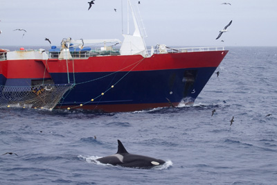Una orca davant un vaixell de pesca (Paul Tixier/Deakin University)
