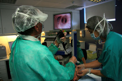 Imagen de uno de los trasplantes experimentales, realizados por un método poco invasivo (IIBB-CSIC/Hospital Clínic/CIBERES)