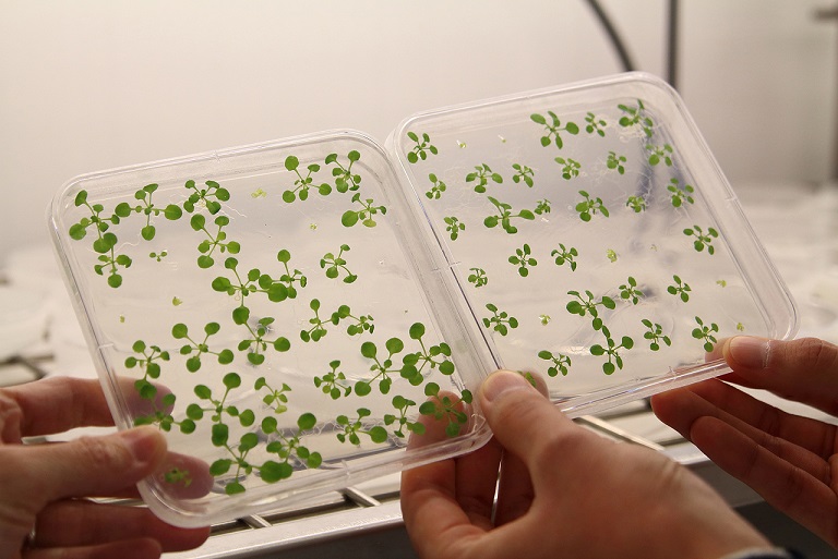 Plantes d'arabidopsis cultivades in vitro als laboratoris del CRAG. A la esquerra, plantes control; a la dreta, plantes a les quals se'ls ha modificat el rellotge circadiari (imatge: CRAG).
