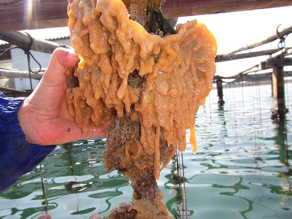 El 44% de les colònies d’ascidia Didemnum vexillum al Delta de l’Ebre són  quimeres genètiques, cèl·lules de diferent dotació genètica. 