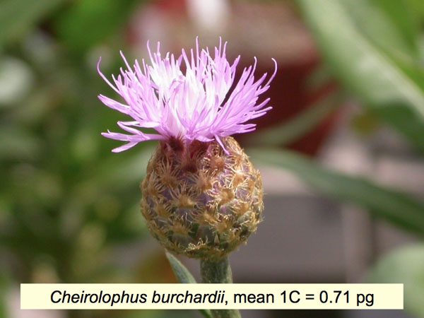Cheirolophus burchardii, popularmente conocido como Cabezón de El Fraile, una planta de la familia de las Asteraceae. Imagen de la Genome Size in Asteraceae Database (GSAD).