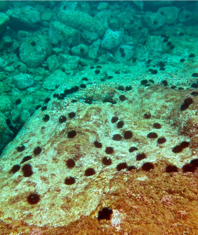 Población de erizos de mar creando un blanquizal en la costa de Blanes (fotografía de Teresa Alcoverro y Jordi Boada)