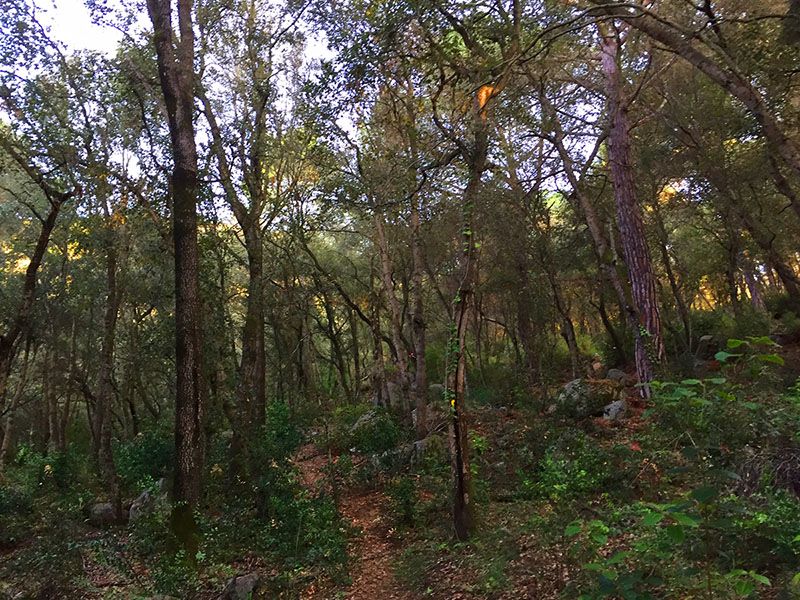 En general, hi ha un increment de la mortalitat dels arbres en totes les zones climàtiques estudiades. A la imatge, bosc mediterrani (CSIC/M.F.Via)