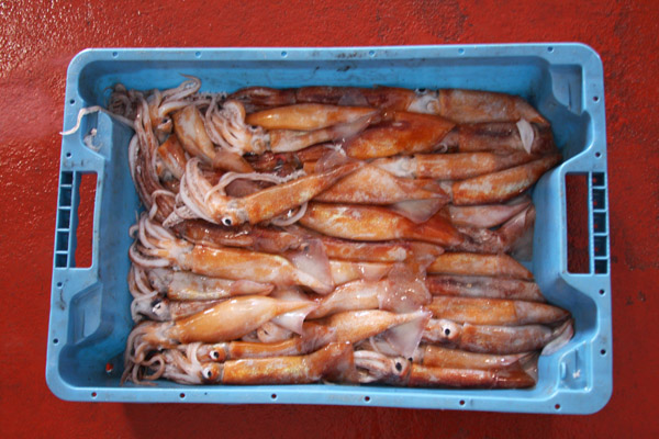 Caixa de cananes (Illex coindetii), a la llotja del peix.