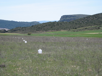 Campo donde se han hecho las pruebas, con las trampas experimentales (blancas).