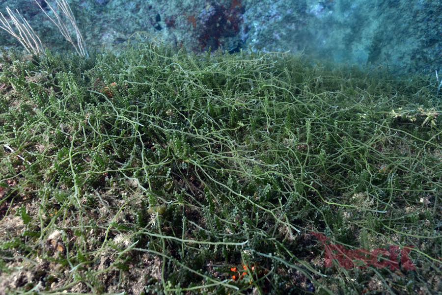 Caulerpa cylindracea, l'alga invasora d'origen australià, detectada al Baix Empordà. Imatge: Carles Virgili.