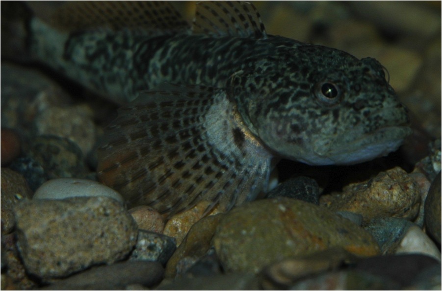 Exemplar de cavilat (Cottus hispaniolensis). Foto: Cisco, Conselh Generau d’Aran