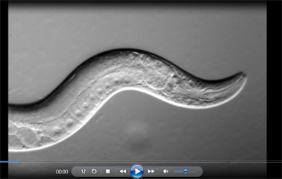 C.elegans en moviment (Will Ryu Lab, Toronto University. Clic per veure vídeo. 