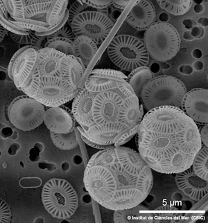 Las algas cocolitoforales retienen CO2 pero devuelven parte de éste al aire cuando construyen su esqueleto carbonatado. Imatge: Lluïsa Cros, Instituto de Ciencias del Mar, CSIC.