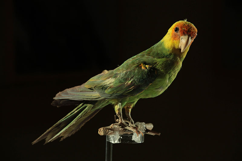 Imatge de l'espècimen de la cotorra de Carolina (Conuropsis carolinensis). Crèdit: Marc Durà.