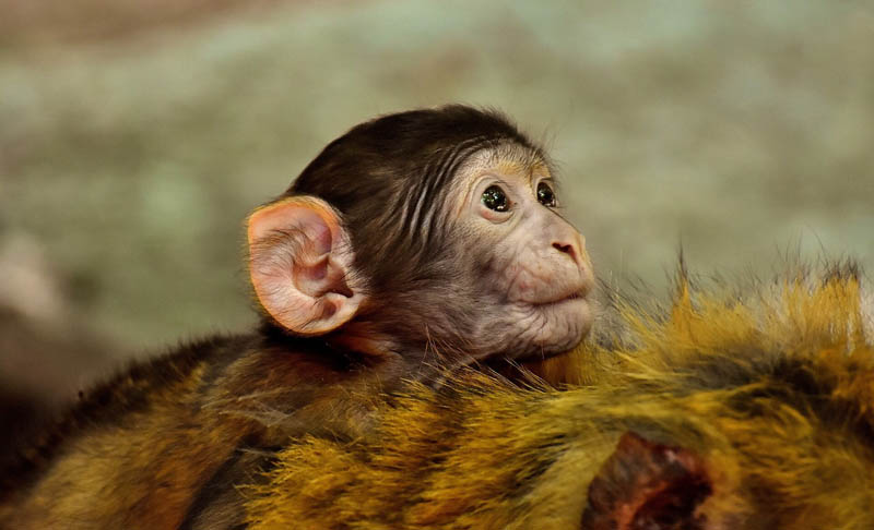 Cria de macaco. Imatge: Pixabay.