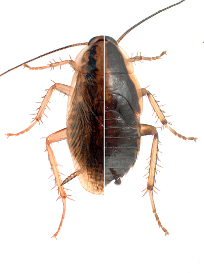 Panerola (Blattella germanica) adulta amb ales funcionals (esquerra) comparada amb una nimfa a la qual se li ha suprimit l'expressió del gen E93, mitjançant RNA d'interferència, i que en comptes de mudar a la seva forma adulta ho ha fet a una nova fase juvenil supernumerària sense ales (part dreta). Imatge: Enric Ureña (IBE).