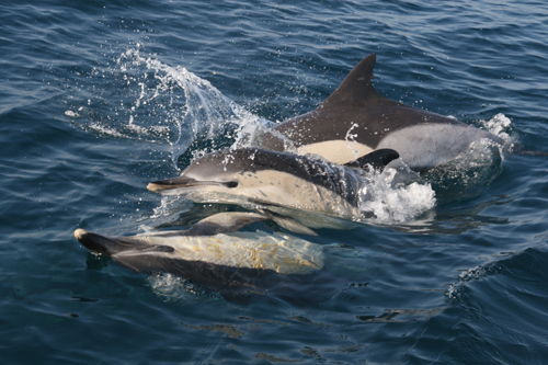Delfines en el Mar de Alborán. Foto: CIRCE.