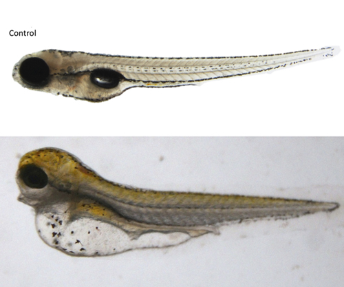 Dos embrions de peix zebra. A dalt, embrió de control. A sota, embrió amb edema (zona inferior de color blanc) causat per la insuficiència cardíaca derivada de l’exposició als contaminants de les partícules atmosfèriques. Imatge: IDAEA/CSIC
