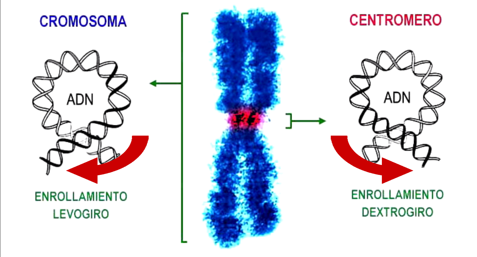 Els científics han descobert que el centromer (dreta) enrotlla l'ADN girant cap a la dreta, al contrari que la resta del cromosoma, que enrotlla l'ADN cap a l'esquerra. 