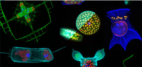 Microorganismes eucariotes. Imatge del consorci europeu SINGEK. (Autor: Sébastien Colin/Oceanomics /EPEP/SBR/CNRS)