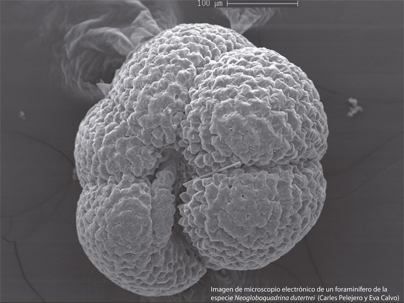 L’anàlisi de microfòssils de sediments marins, com el de la imatge, indica que l’oceà hauria sigut un potencial magatzem de CO2 durant l’últim glacial. Imatge: Carlos Pelejero i Eva Calvo /ICM-CSIC.