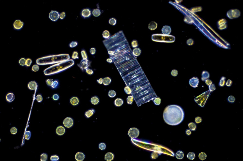 Imagen microscópica de fitoplancton. /  Christian Sardet (Tara Oceans)